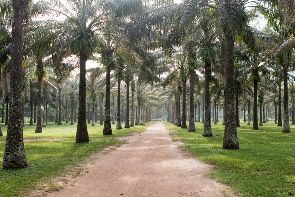 Jardin Botanique de Bingerville