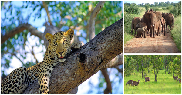 Parcs nationaux de Côte d'Ivoire
