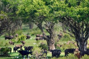 Parcs nationaux de Côte d'Ivoire